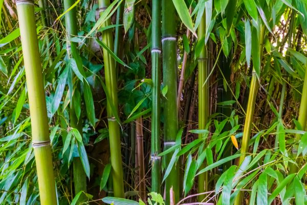 Bamboo Trimming in Rock Hill