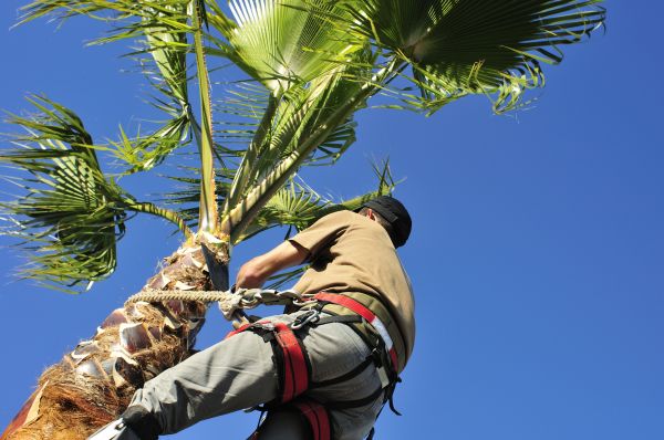 Palm Tree Trimming in Rock Hill