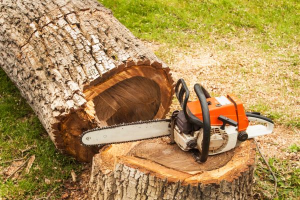Tree Cutting Service in Rock Hill