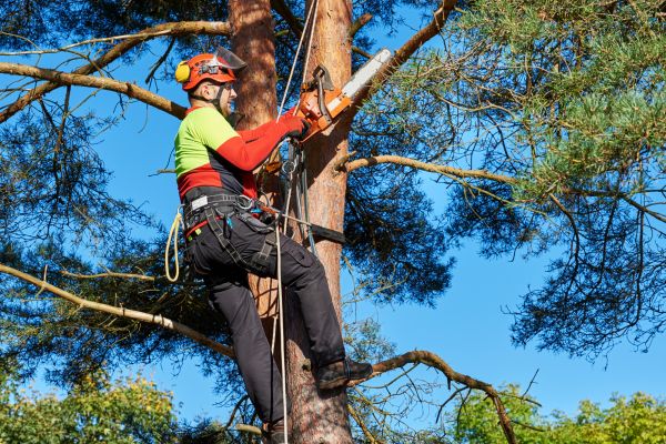 Tree Service in Rock Hill