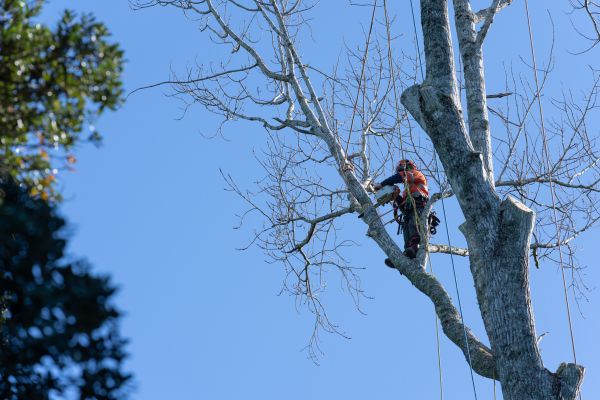 Tree Topping Service in Rock Hill