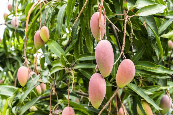 Mango Tree Trimming in Rock Hill