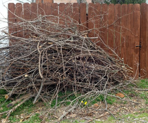 Dead Branch Removal