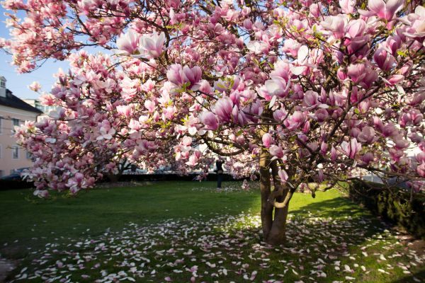 Ornamental Tree Pruning in Rock Hill