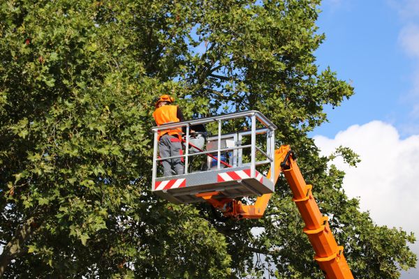 Commercial Tree Service in Rock Hill