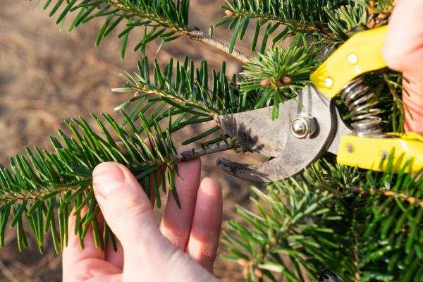 Pine Tree Pruning in Rock Hill