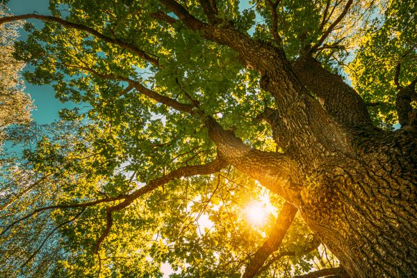 Oak Tree Pruning in Rock Hill