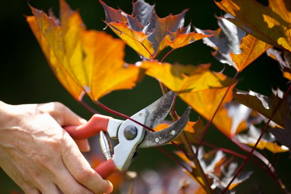 Maple Tree Pruning in Rock Hill