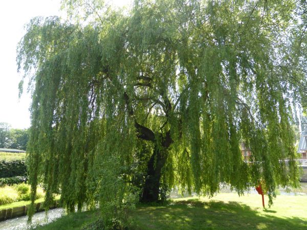 Willow Tree Trimming in Rock Hill