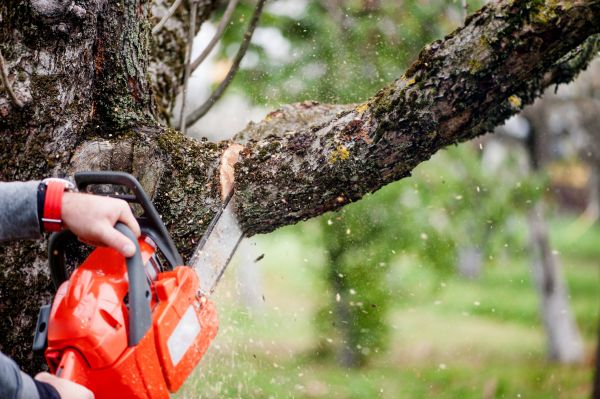 Tree Limbs Removal in Rock Hill