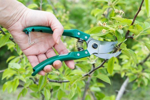 Pear Tree Pruning in Rock Hill