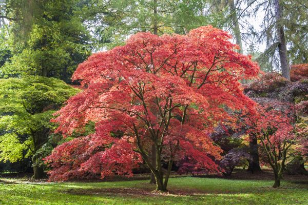 Japanese Maple Pruning in Rock Hill