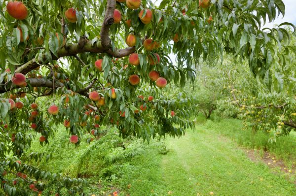 Peach Tree Pruning in Rock Hill