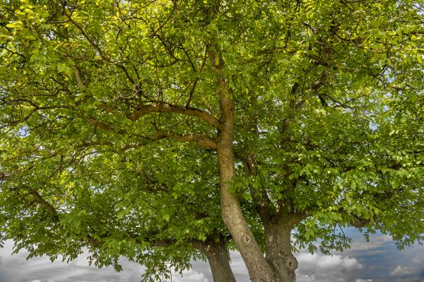 Walnut Tree Trimming in Rock Hill