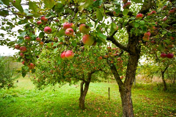 Apple Tree Pruning in Rock Hill