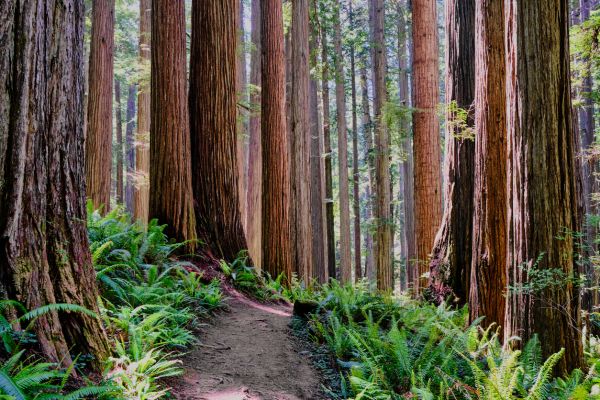 Redwood Tree Trimming in Rock Hill