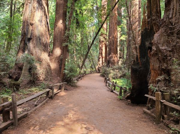 Redwood Tree Pruning in Rock Hill