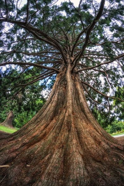 Cedar Tree Pruning in Rock Hill