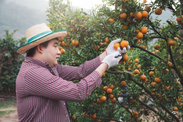 Orange Tree Pruning in Rock Hill