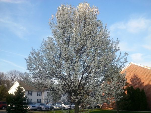 Bradford Pear Tree Pruning in Rock Hill