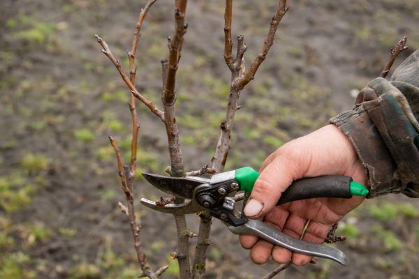 Pear Trees Pruning in Rock Hill