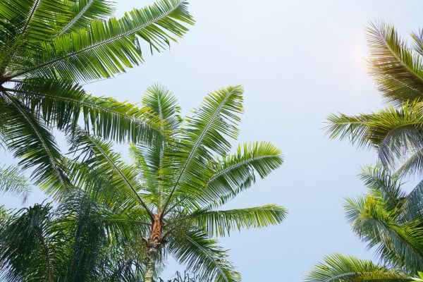Queen Palm Tree Trimming in Rock Hill