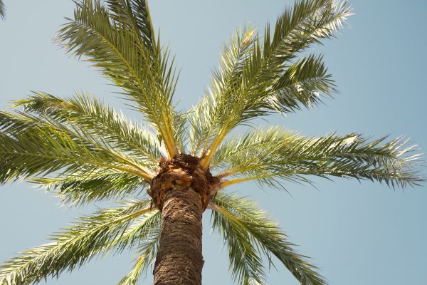 Queen Palm Pruning in Rock Hill