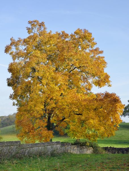 Hickory Tree Trimming in Rock Hill