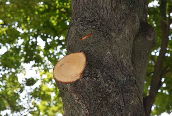 Limb Cutting in Rock Hill
