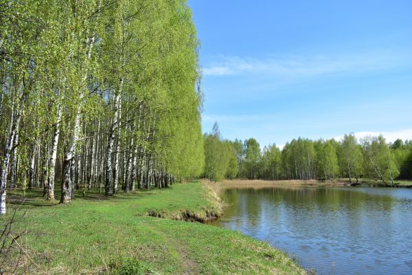 River Birch Pruning in Rock Hill