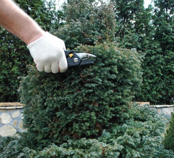 Ornamental Tree Trimming in Rock Hill