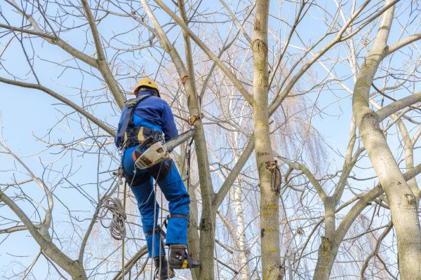 Large Tree Trimming in Rock Hill