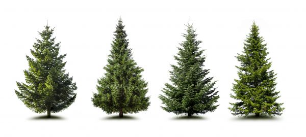 Pine Tree Trimming in Rock Hill