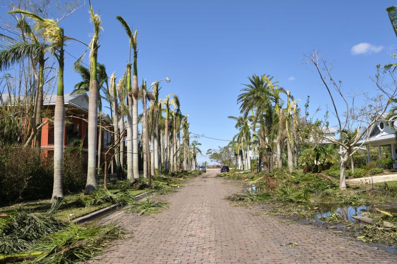 Fallen Tree on a Residential Lawn