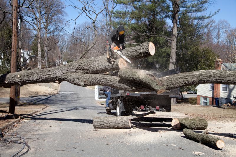 Large Tree Being Removed Safely