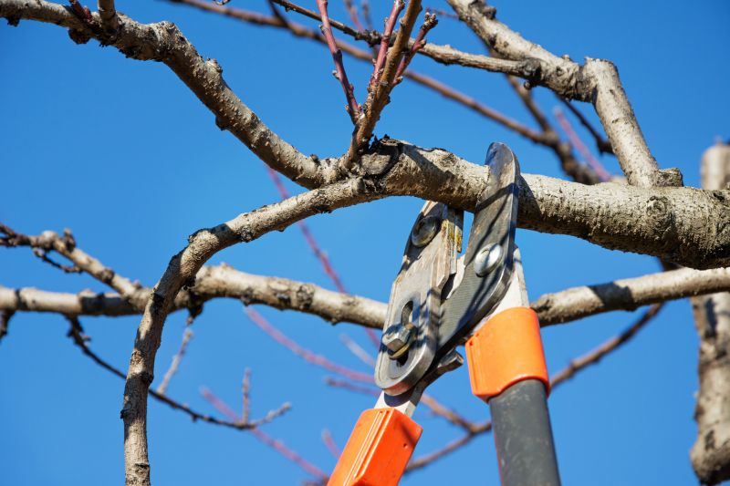 Winter Pruning Benefits